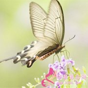 属狗的人无法兑现的空头支票是什么