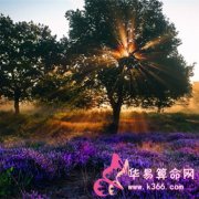 属狗的人有什么魅力