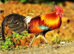 1981年属鸡戍时出生的人的命运解析大全