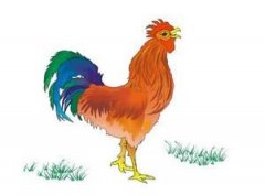 第一运势：2020年属鸡人的全年运程 属鸡2020年运势