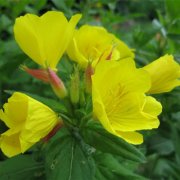 为属鸡爸爸选礼物