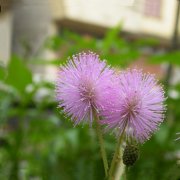 属鸡人对于双手抱肩这个动作什么时候会做出来