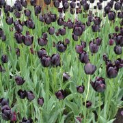 属鸡人让人感到讨厌的坏习惯