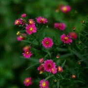 属鸡男生应该如何经营爱情