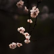 属鸡人怎样表现可以崭露头角