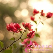 属鸡的人有什么魅力