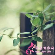 属鸡的效率怎么样