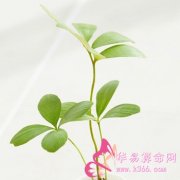 属鸡的人会因为什么疯狂