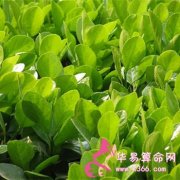 属鸡的人最一鸣惊人的一句话是什么