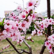 属猴男人都有哪些优点