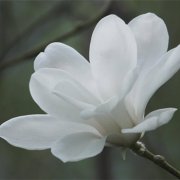 属猴人把什么放在第一位