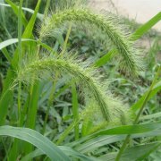 属猴女生如何被追求