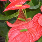 属猴男生如何应对女友唠叨