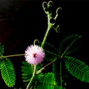 属猴人对于双手抱肩这个动作什么时候会做出来