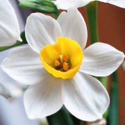 属猴人是如何度过光棍节的