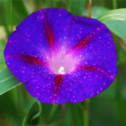 属猴人买房的风水秘诀是什么