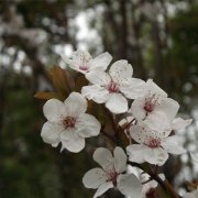 属猴人的爱豆被羞辱会有什么反应