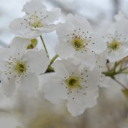 属猴人会在人生哪个阶段遭遇财政危机