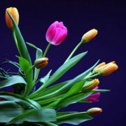 属猴人错怪别人之后有什么样的态度