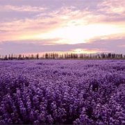 属猴女人要嫁给你的表现是怎样的