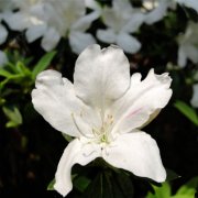 属猴的双重性格特征是什么