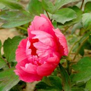 属猴人十一长假的运势是怎样的