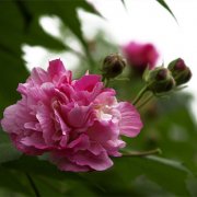 属猴人专属的吉祥风水鱼是什么