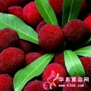 属猴的人最真实的谎言是什么