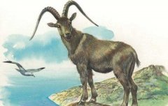 1991年属羊人申时出生的怎样？