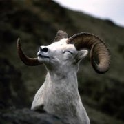 属羊的人2020年运程