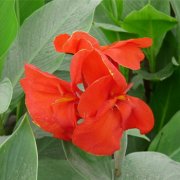 属羊女生发胖的原因