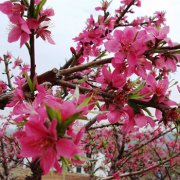 属羊男人有什么缺点