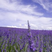 属羊女人要嫁给你的表现是怎样的