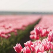 属羊人让人感到讨厌的坏习惯