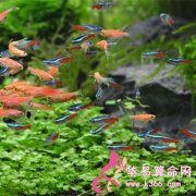 属羊的效率怎么样