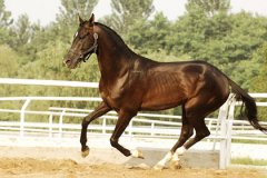 属马的什么时辰出生最好