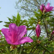 属马的美容养生疗法是怎样的