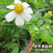 属马人最致命的缺点是什么