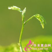 属马的人属于什么天才