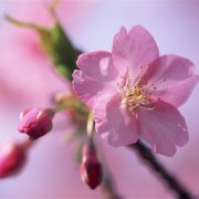 属蛇男人都有哪些优点