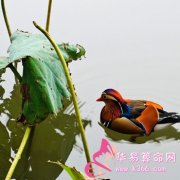 属蛇的人怎么摆脱失恋的阴影