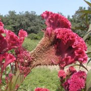 属龙人适合在哪个领域发展