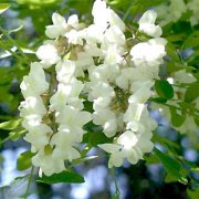 为属龙爸爸选礼物