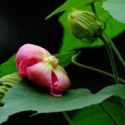 属龙人专属的吉祥风水鱼是什么