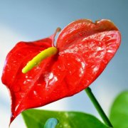 属龙女生的完美爱情攻略