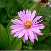 属龙男生应该如何经营爱情