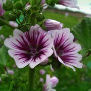 属龙人容易陷入哪种爱情漩涡