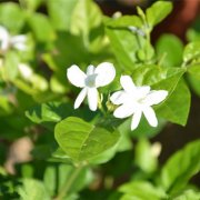 属龙的隐藏性格是什么