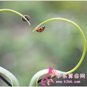 属龙的人有哪些不为人知的秘密？