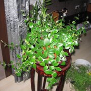 属兔爱情里的雷区是什么